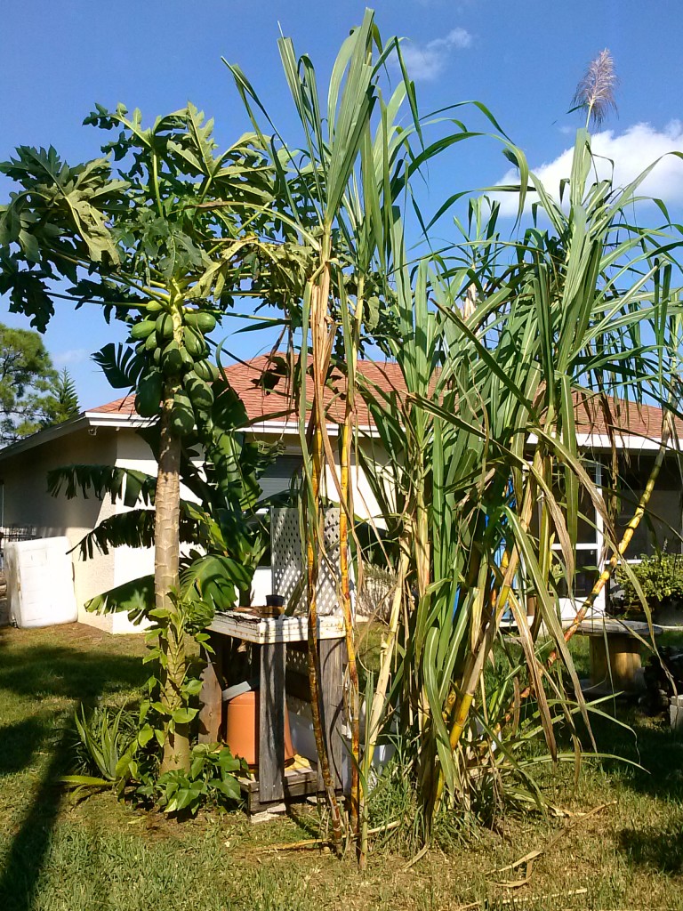 backyard garden