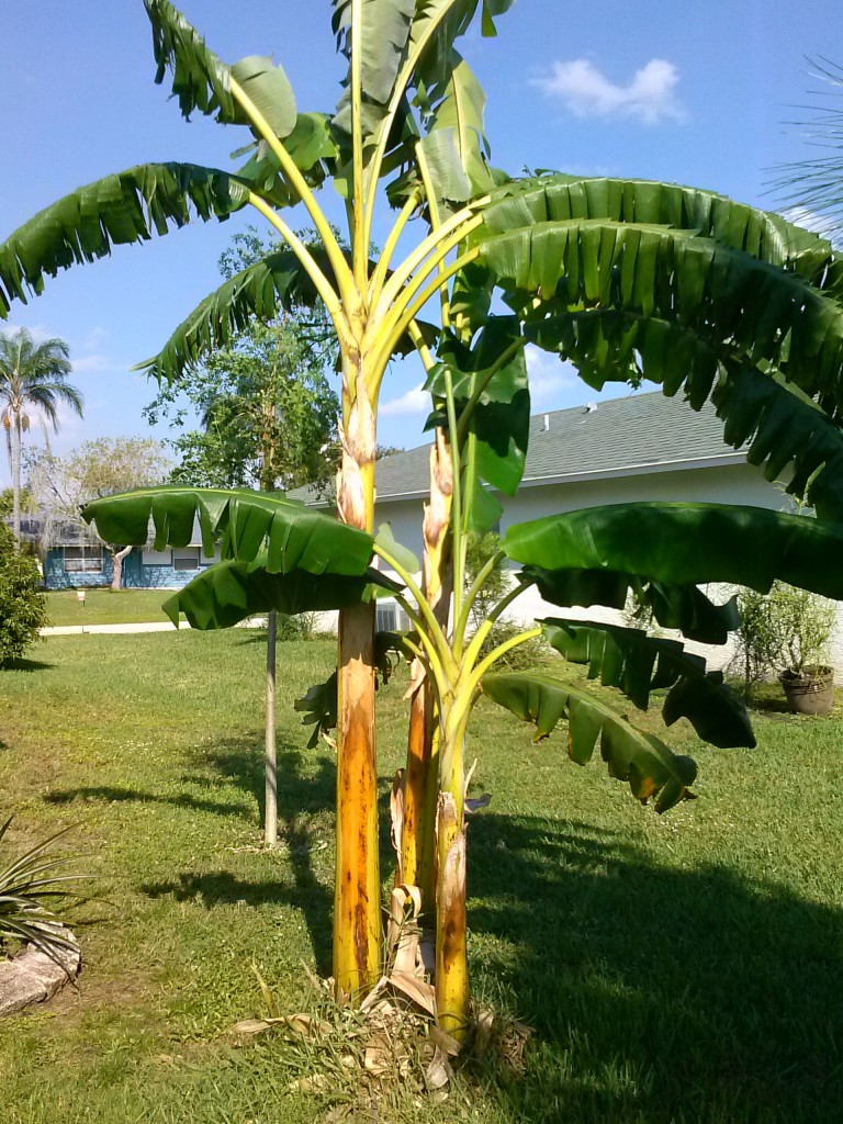 backyard garden