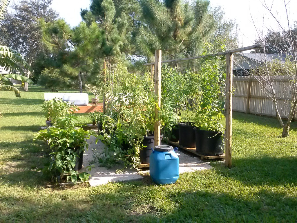 backyard garden