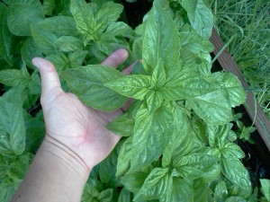 Mammoth Basil