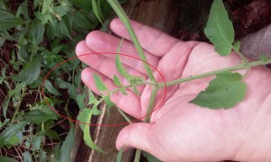 Sucker tomato Plant