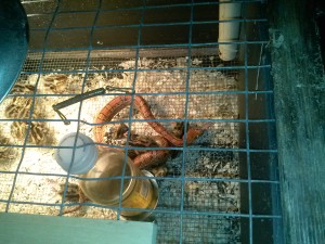 A cornsnake eating my hatchling quail. This is bad.