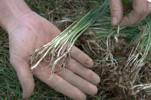 wild onion bulbs