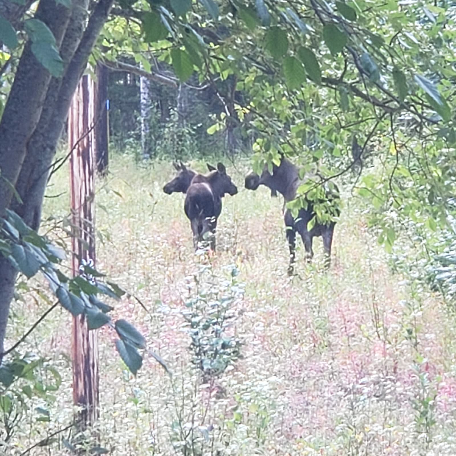 Three moose moving among leafy trees in Alaska